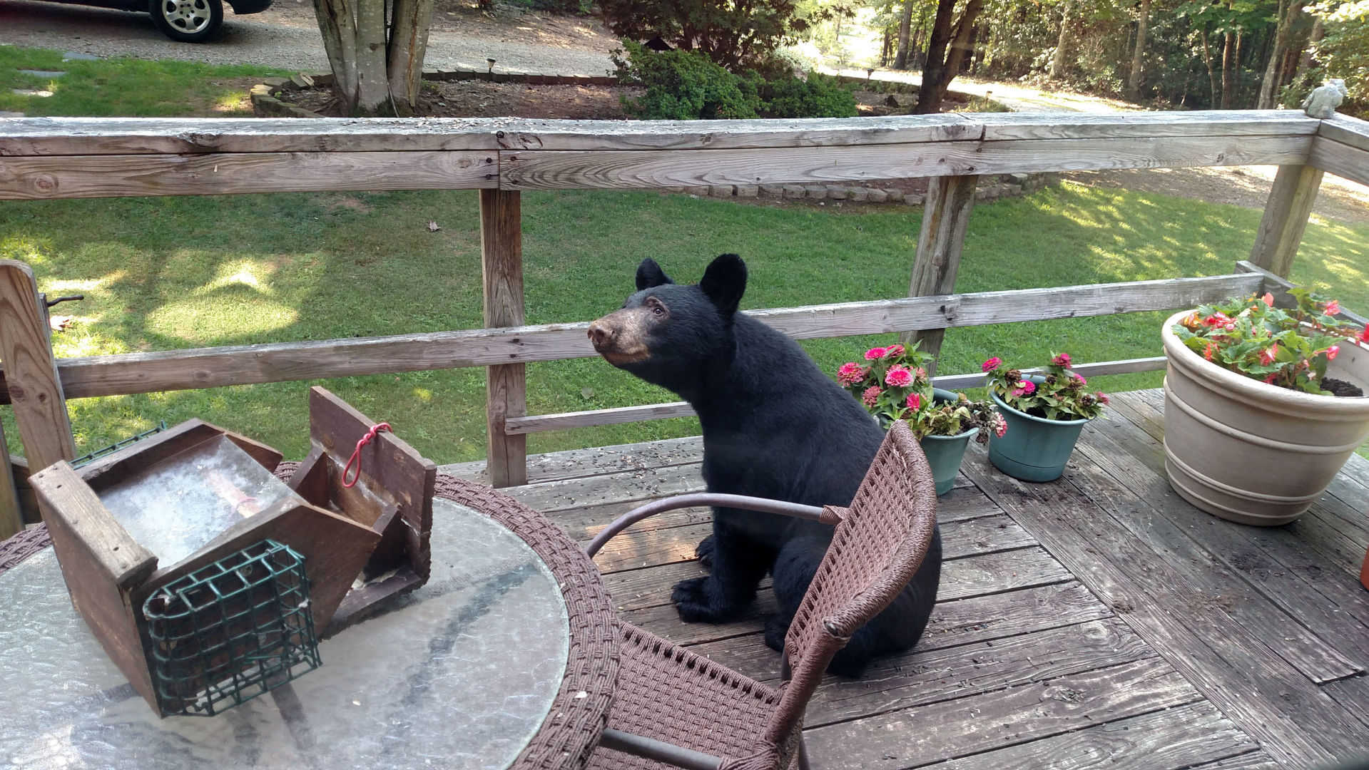 Bear visit
